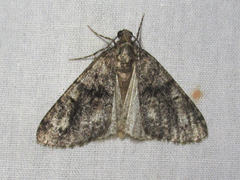 Galenara