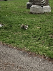 Sciurus carolinensis