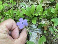 Phlox stolonifera