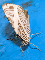 Colobura dirce dirce