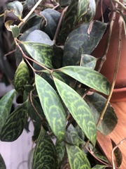 Aeschynanthus longicaulis