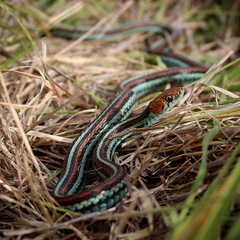 Thamnophis sirtalis tetrataenia