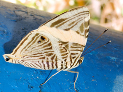 Colobura dirce dirce