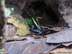 Phyllobates aurotaenia