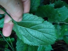 Celtis chichape