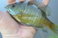 Lepomis macrochirus