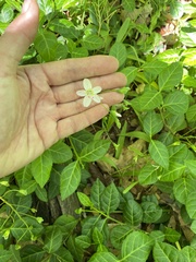 Claytonia virginica