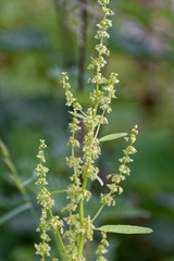 Rumex
