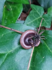 Pachyiulus cattarensis