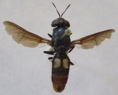 Hermetia illucens