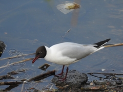 Chroicocephalus ridibundus