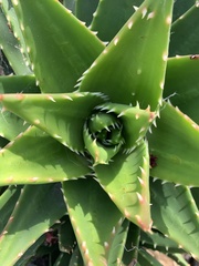 Aloe