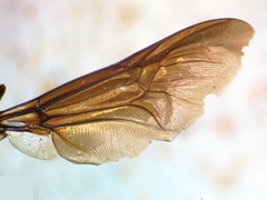 Hermetia illucens