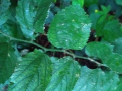 Celtis chichape