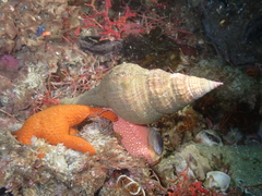 Africofusus ocelliferus