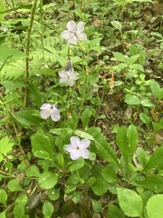 Phlox stolonifera