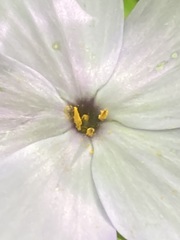 Phlox stolonifera
