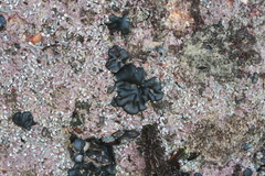 Codium convolutum