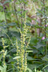 Rumex