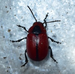 Entomoscelis suturalis