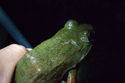 Lithobates zweifeli