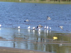 Chroicocephalus cirrocephalus