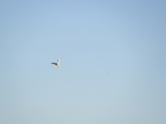 Chroicocephalus cirrocephalus