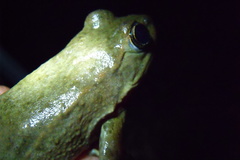 Lithobates zweifeli