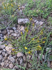 Linum pallasianum