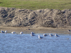 Chroicocephalus cirrocephalus