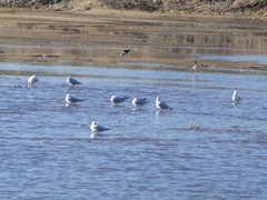 Chroicocephalus cirrocephalus