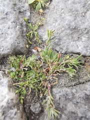 Spergularia rubra