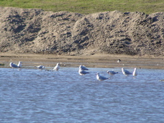 Chroicocephalus cirrocephalus