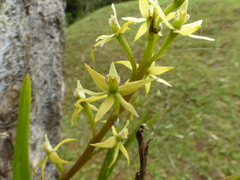 Prosthechea grammatoglossa