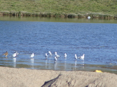 Chroicocephalus cirrocephalus