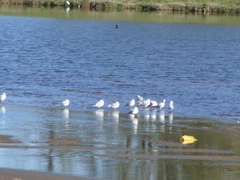 Chroicocephalus cirrocephalus
