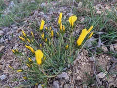 Linum pallasianum