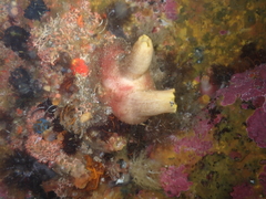 Ascidia incrassata