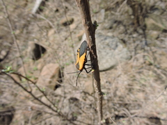 Sephina
