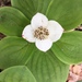 photo of Canadian Bunchberry (Cornus canadensis)
