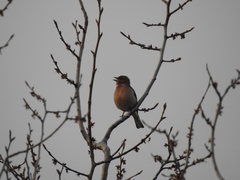 Fringilla coelebs