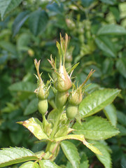 Rosa