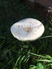 Agaricaceae
