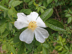 Rosa