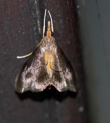 Hemiscopis violacea