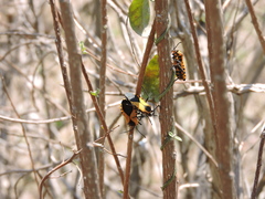 Sephina