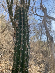 Pachycereus