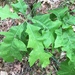 photo of Northern Red Oak (Quercus rubra)