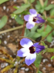 Downingia concolor concolor