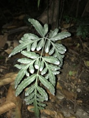 Pteris ensiformis